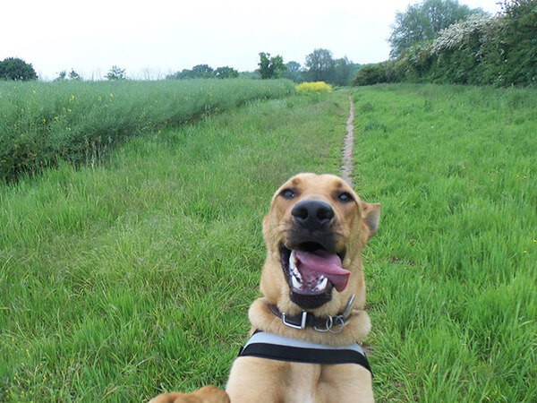 dog taking selfies 1