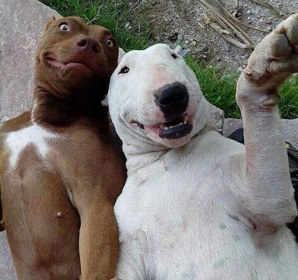 dog taking selfies 13