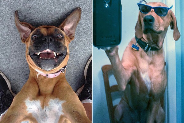 18 Dogs  That Can Teach You a Thing Or Two About Selfies