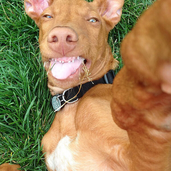 dog taking selfies 3