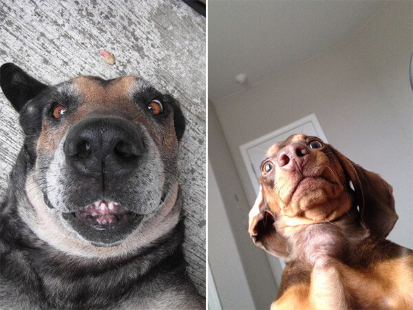 dog taking selfies 4