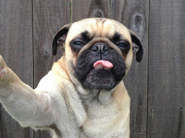dog taking selfies 5