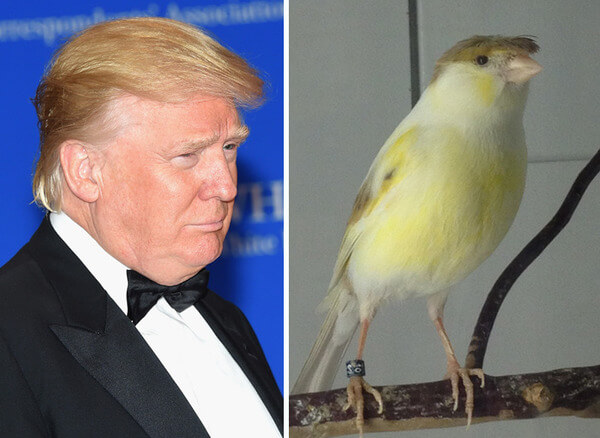 21 Things That Look Exactly Like Donald Trump 1705