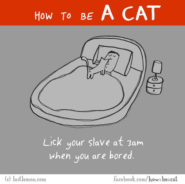 how to act like a cat 7