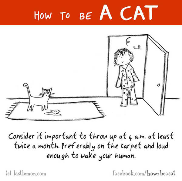 Learn How to Be a Cat in 23 Simple Steps