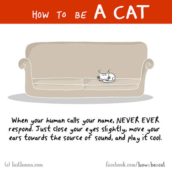 how to be a cat guide 3