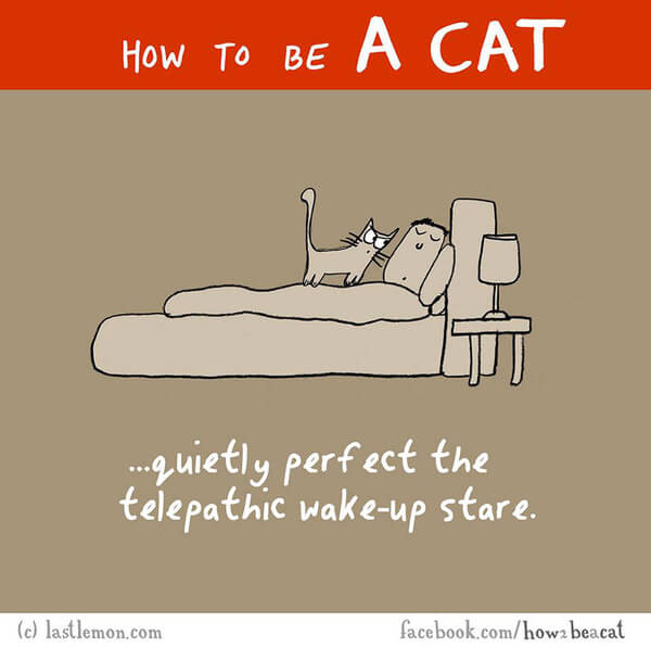 how to be a cat guide 2