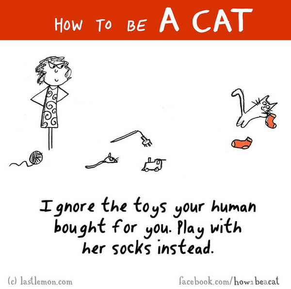  be a cat guide 20