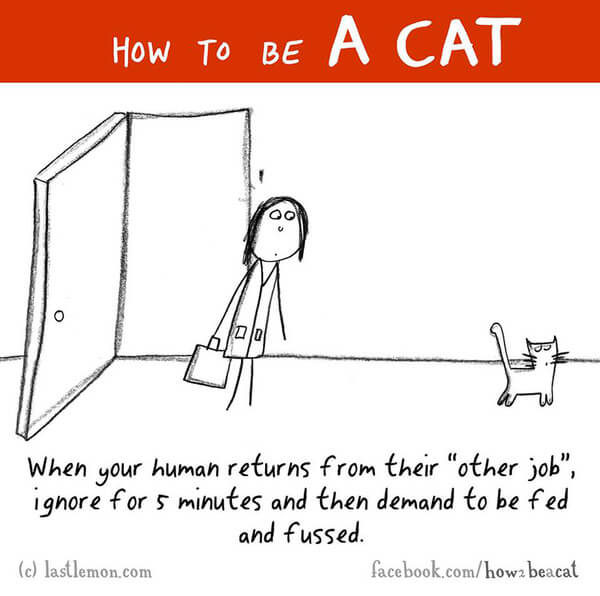  be a cat guide 21