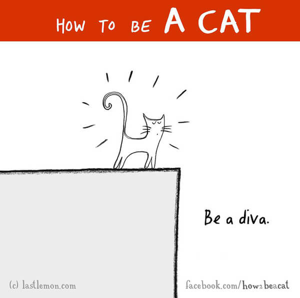  be a cat guide 22