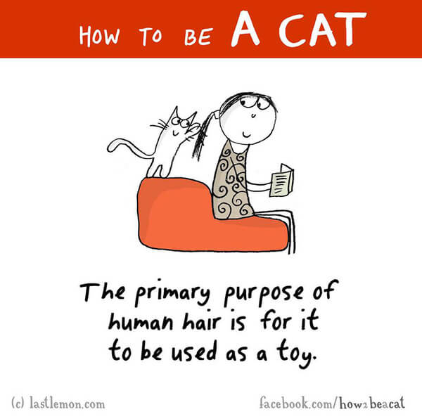 be a cat guide 18