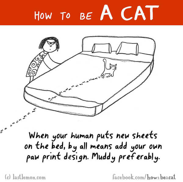 Learn How to Be a Cat in 23 Simple Steps