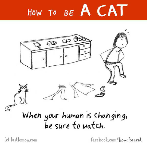  be a cat guide 17