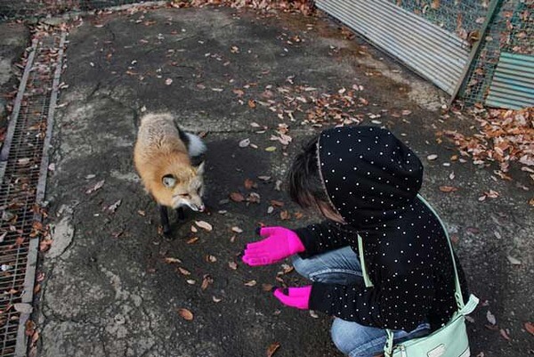 japan village with foxes 9