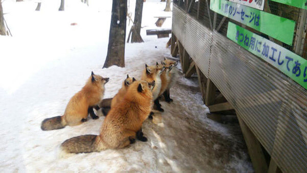 japan village with foxes 18