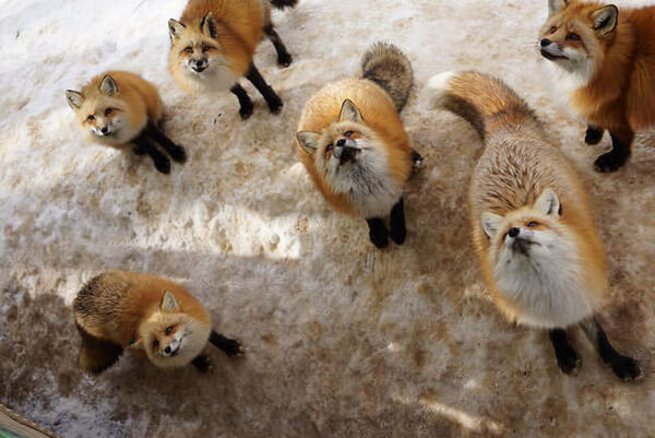 japan village with foxes 12