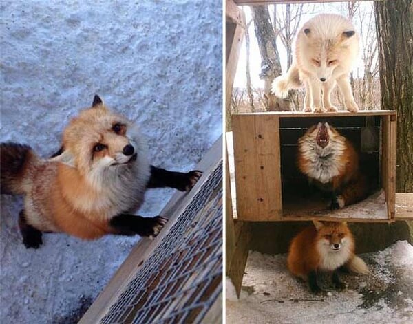 japan village with foxes 19