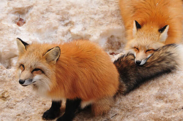 japan village with foxes 7