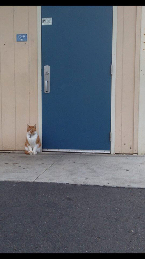 cat has his own school id 9