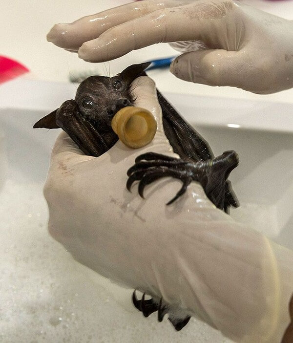 bat hospital 10