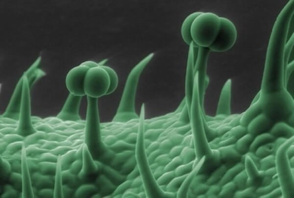 everyday objects under microscope 50