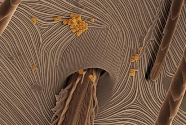 everyday objects under microscope 35