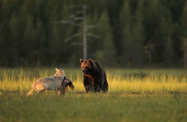 bear wolf friendship 3