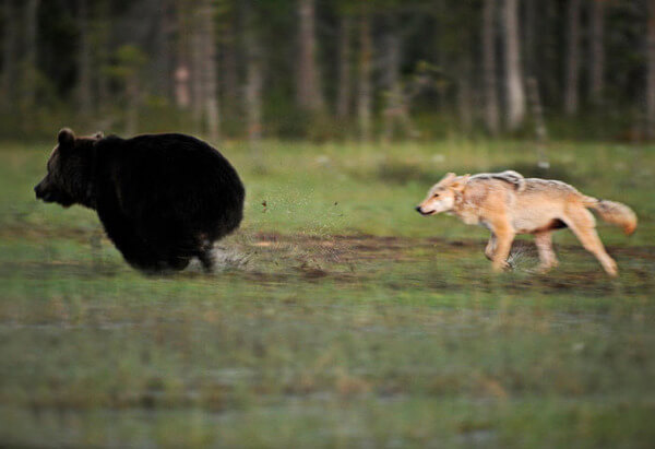 bear wolf friendship 4