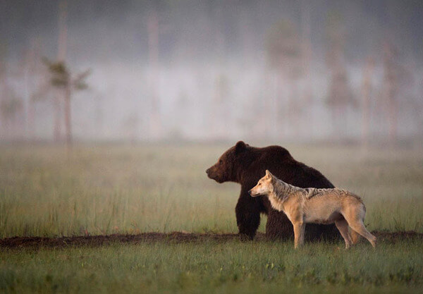 bear wolf friendship 1