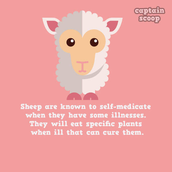 facts about animals facts about animals 3