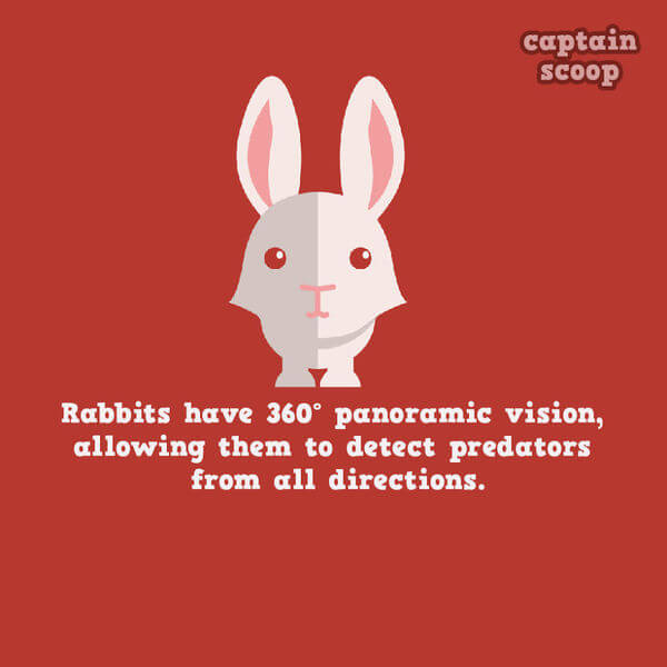 facts about animals facts about animals 8