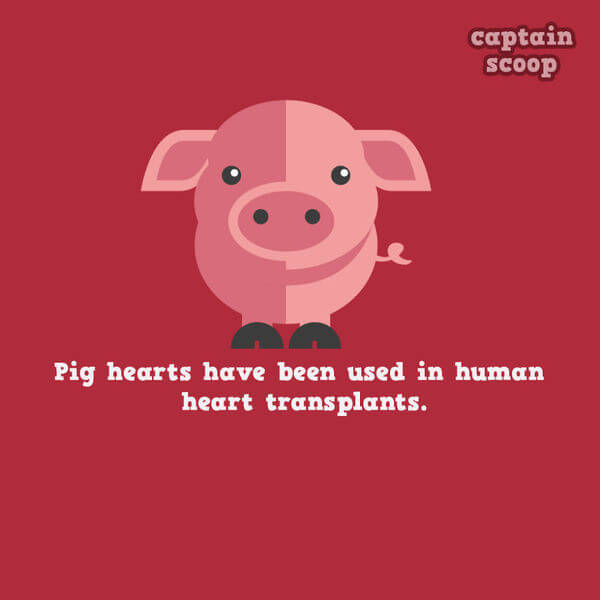 facts about animals facts about animals 12