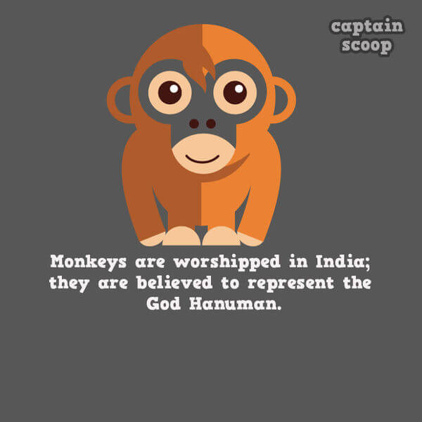 facts about animals facts about animals 14