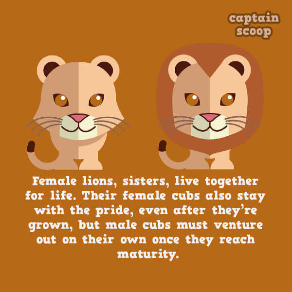 facts about animals facts about animals 11