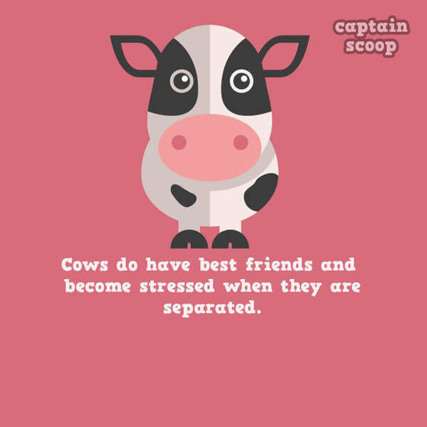 facts about animals facts about animals 1