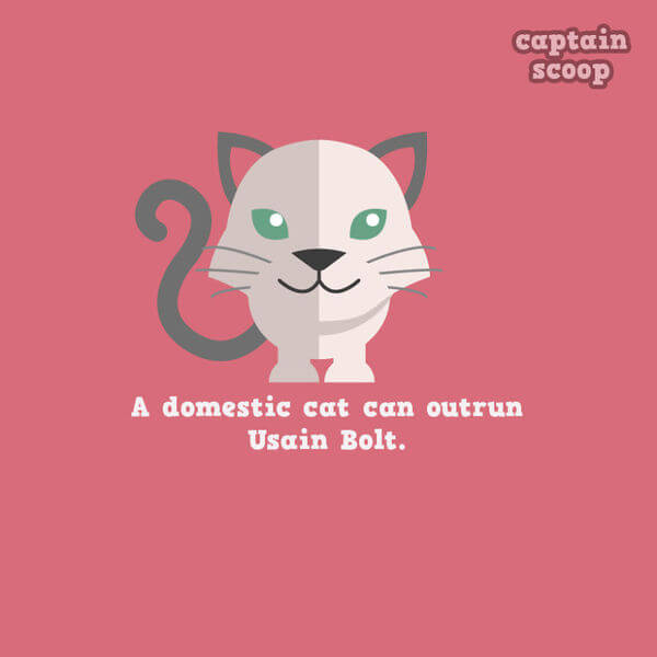facts about animals facts about animals 5