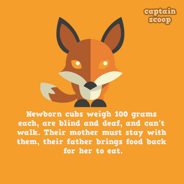 facts about animals facts about animals 10