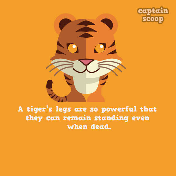 facts about animals facts about animals 4