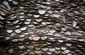 coin wishing trees 1