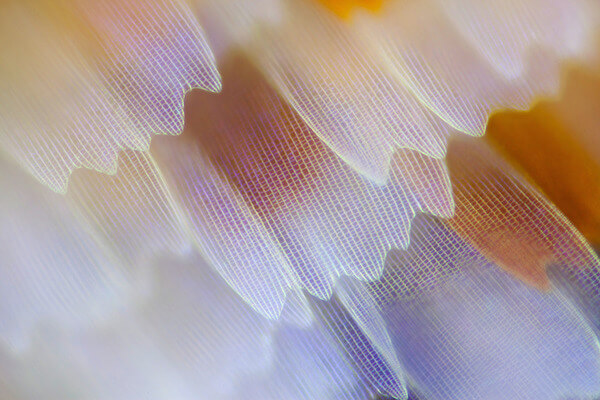 stunning macro photos of butterfly wings 12