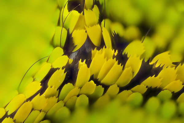stunning macro photos of butterfly wings 2