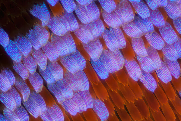 stunning macro photos of butterfly wings 3