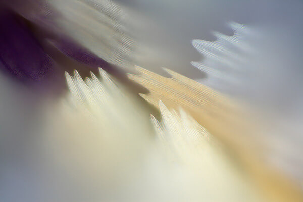 stunning macro photos of butterfly wings 6