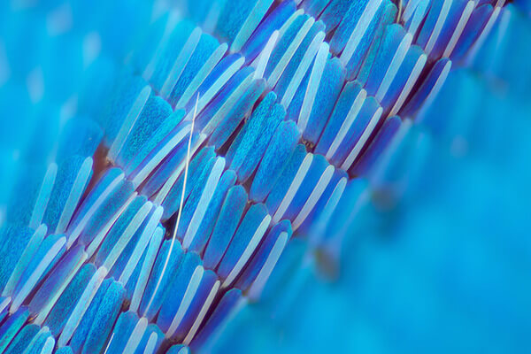 stunning macro photos of butterfly wings 4