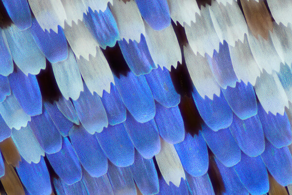 stunning macro photos of butterfly wings 7