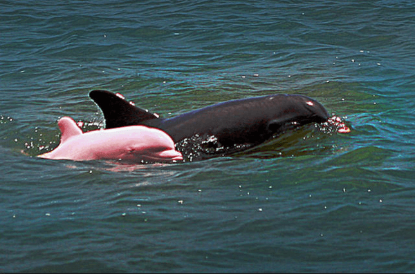 rare pink dolphin 3