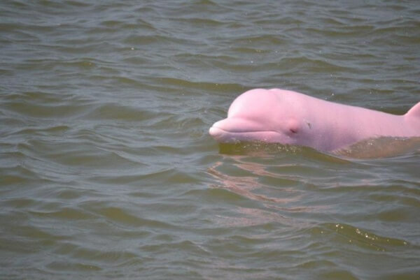 rare pink dolphin 4