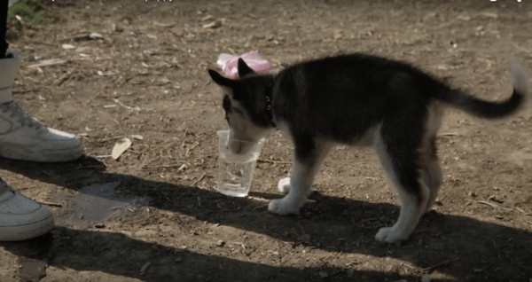 syrian refugee caries dog 4