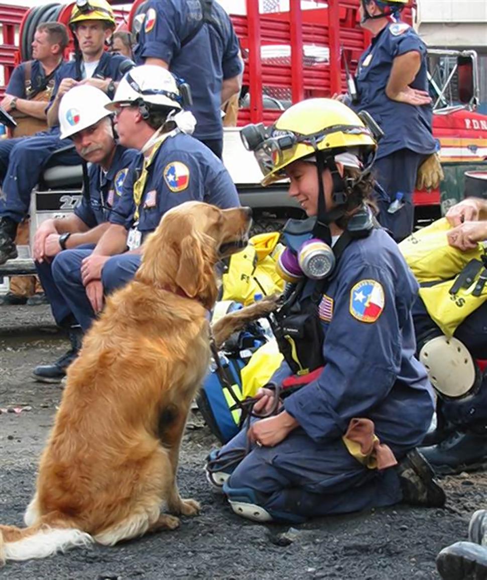 Bretagne the rescue dog 16