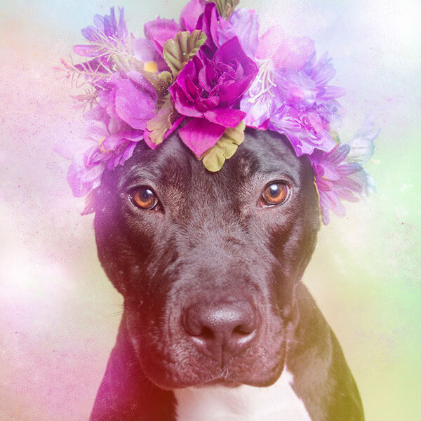 pit bulls in floral hats 10
